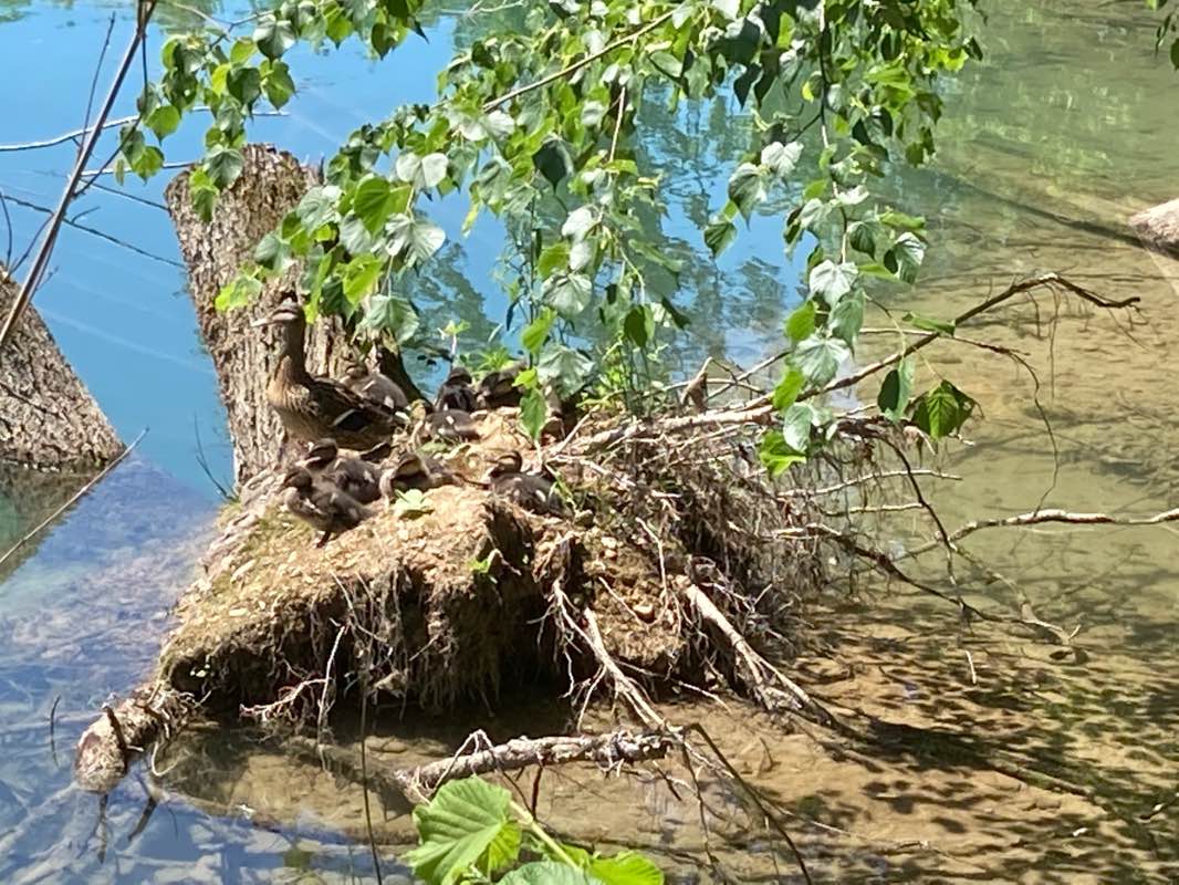 walking near me in Rapidplatz in winter