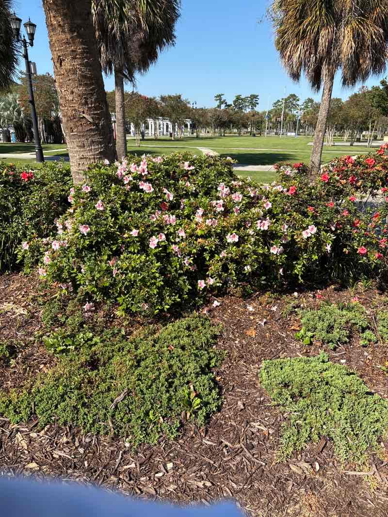 walking near me in The Market Common in autumn