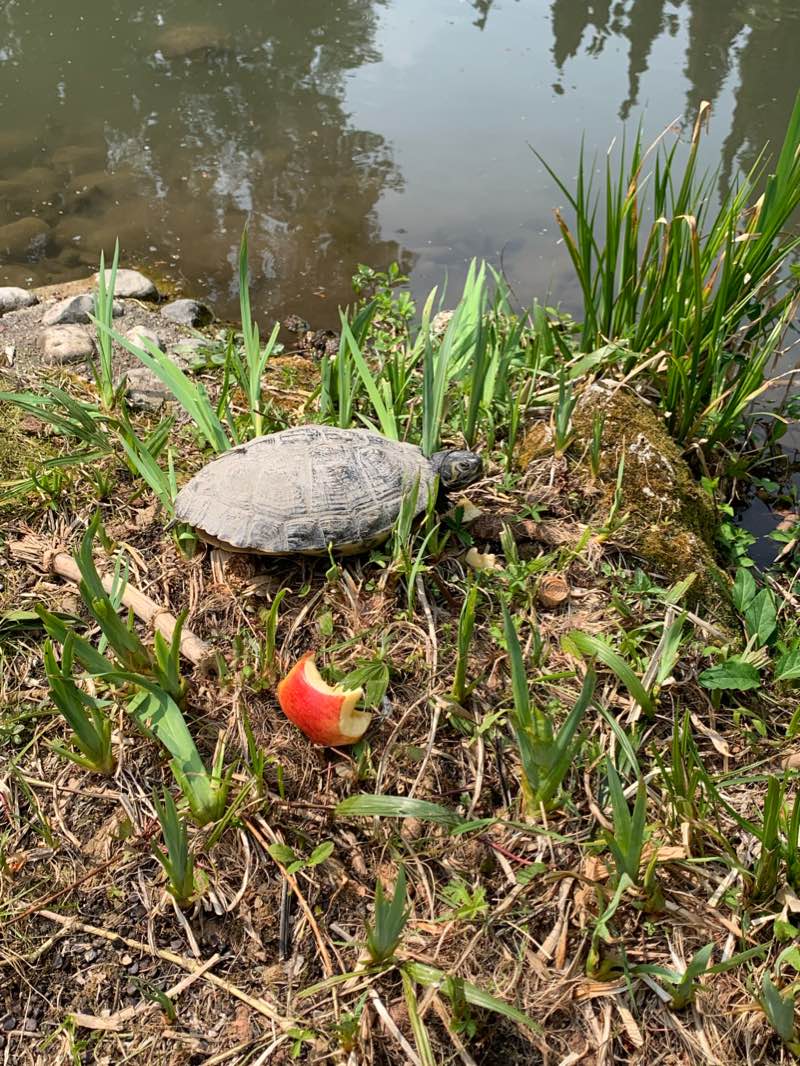 walking near me in Arboreto di Arco / Parco Arciducale in winter