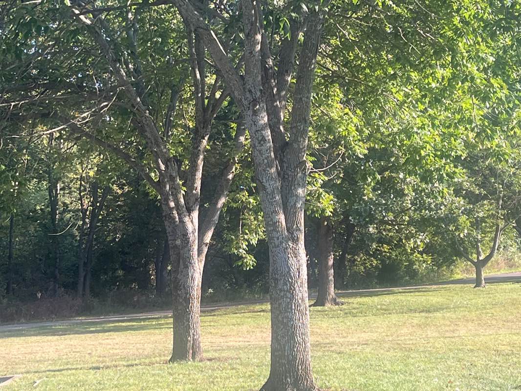 walking near me in Indian Creek Greenway in autumn