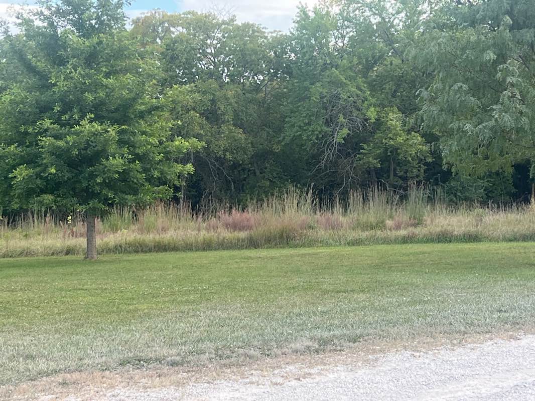walking near me in Camp Branch Glade in autumn