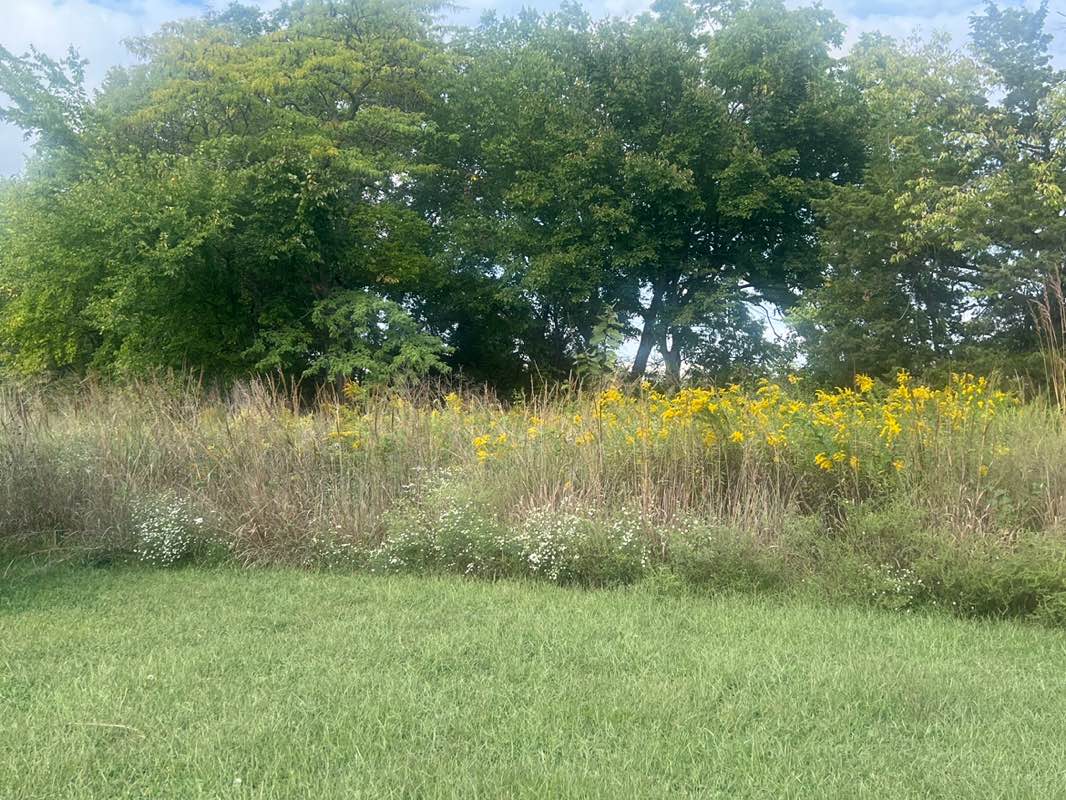 walking near me in Lone Elm Park in autumn