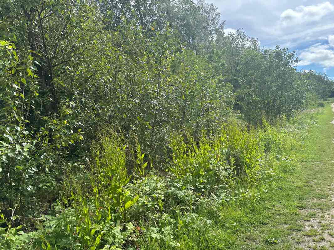 walking near me in The Ranges in summer
