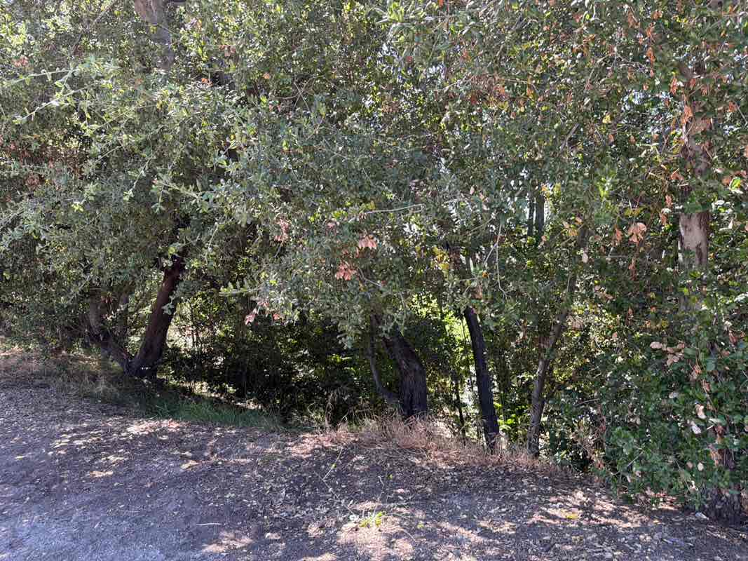 walking near me in South Pasadena Woodland and Wildlife Park in summer