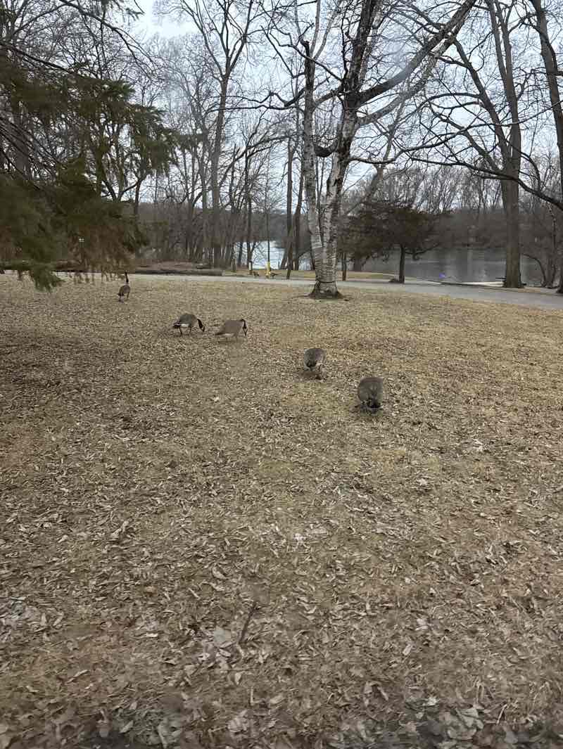 walking near me in Trout Park in spring