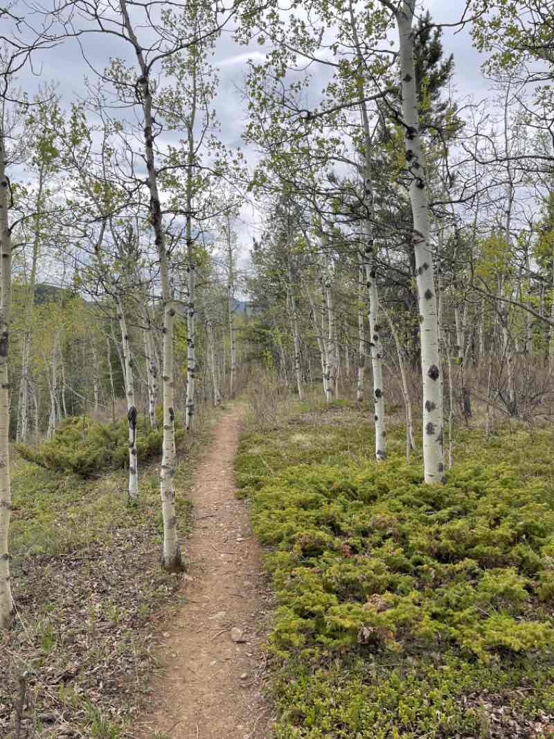 walking near me in Elbow River Provincial Recreation Area in winter
