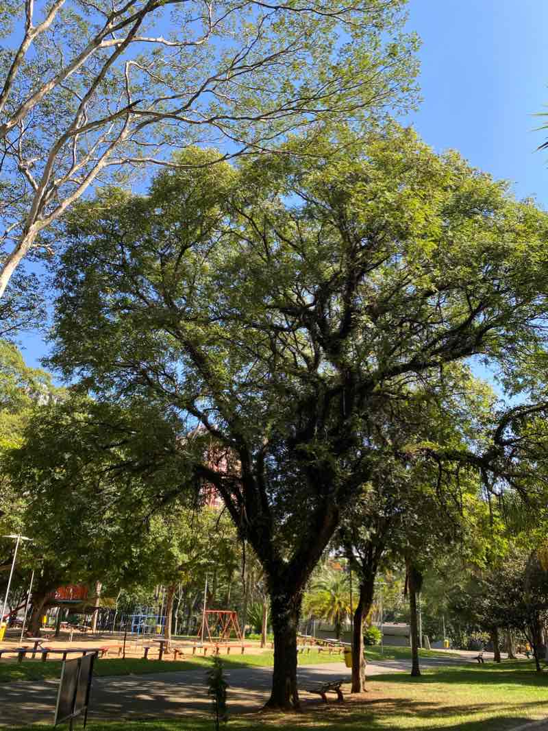 walking near me in Parque Antônio Fláquer in summer