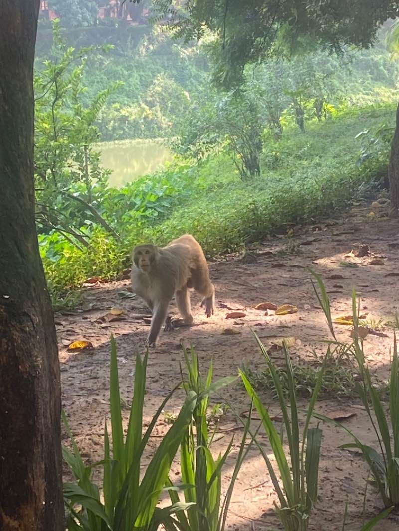 walking near me in Gulshan Lake Park in summer