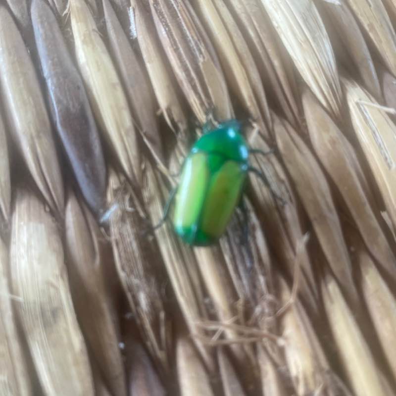 PacerGal_1979 post 3