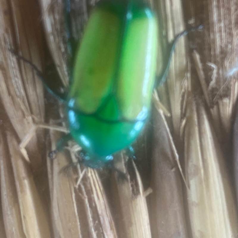 PacerGal_1979 post 2