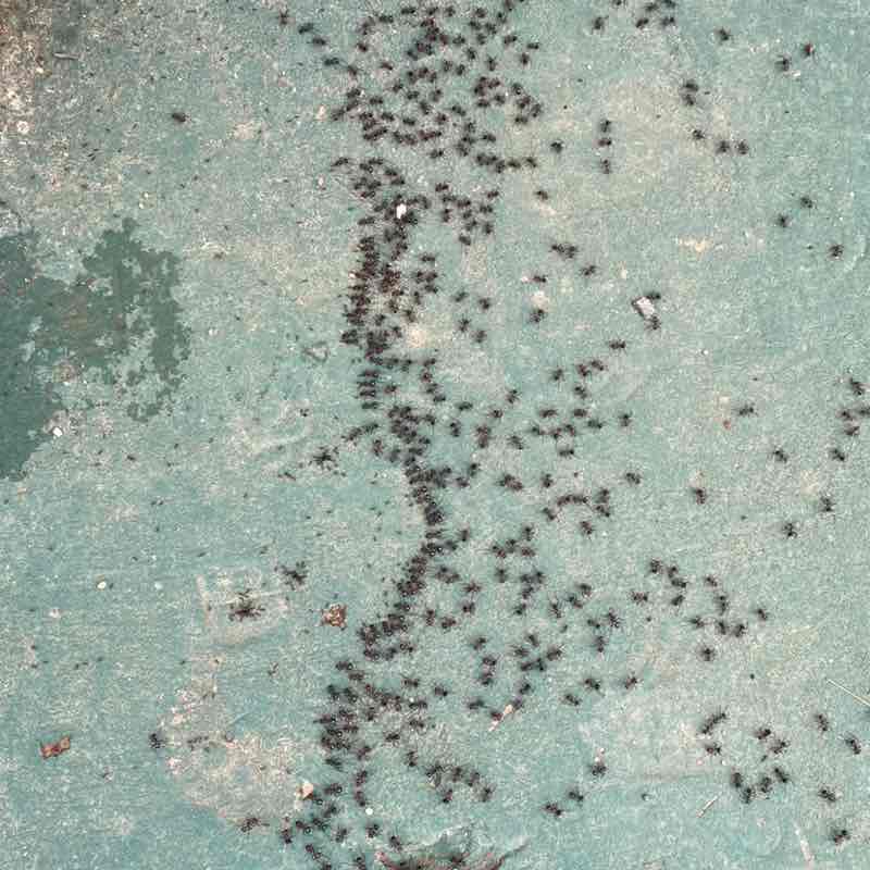 PacerGal_1979 post 2