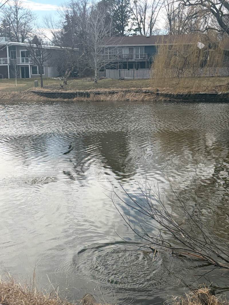 walking near me in Kuhnert Arboretum & Park in spring