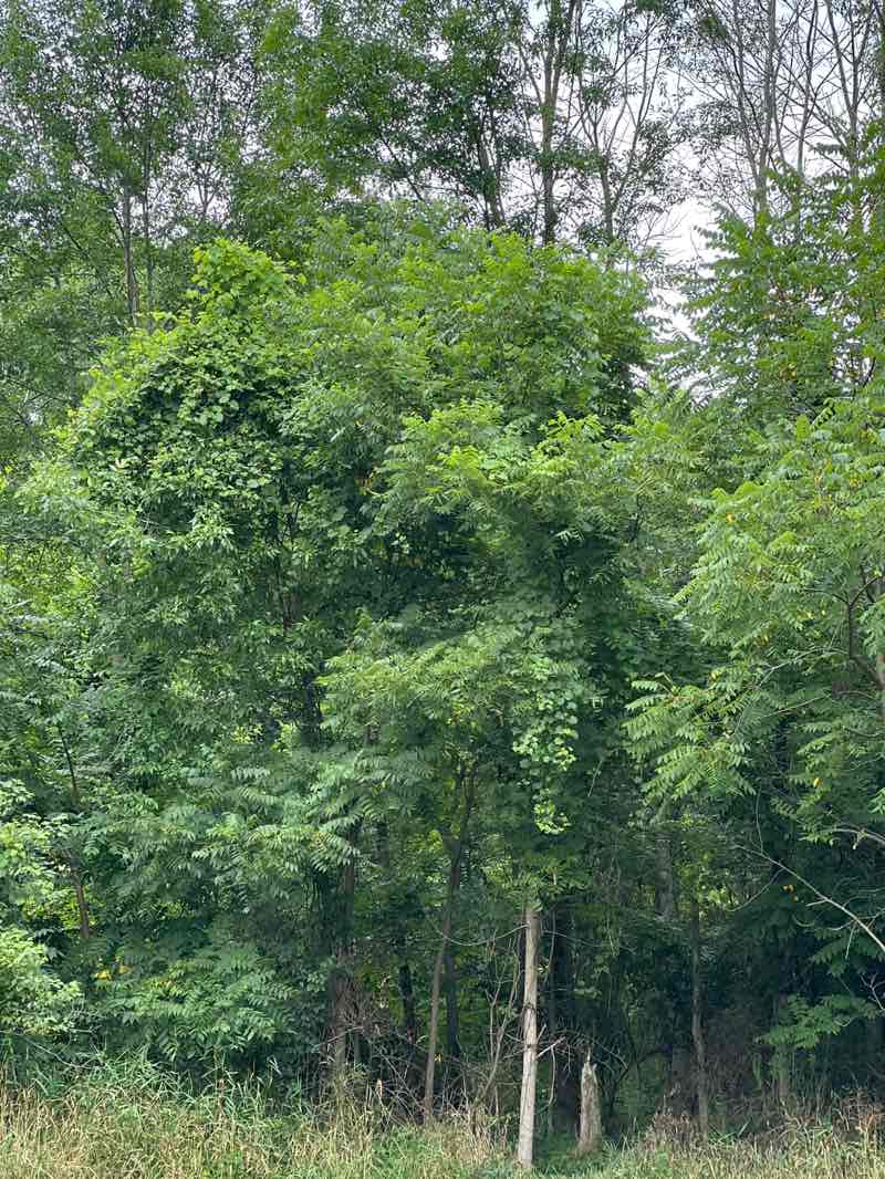 walking near me in Buckeye Woods County Park in summer