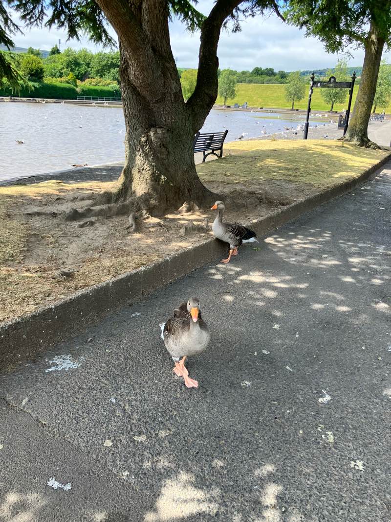 walking near me in Waterworks Park in summer