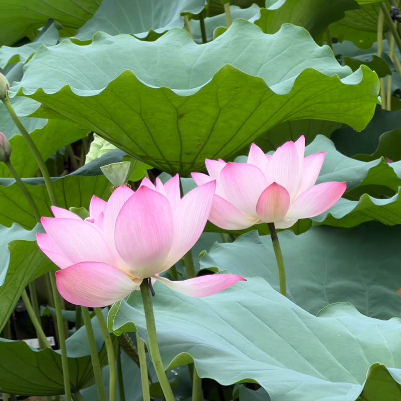 吉祥 post 2