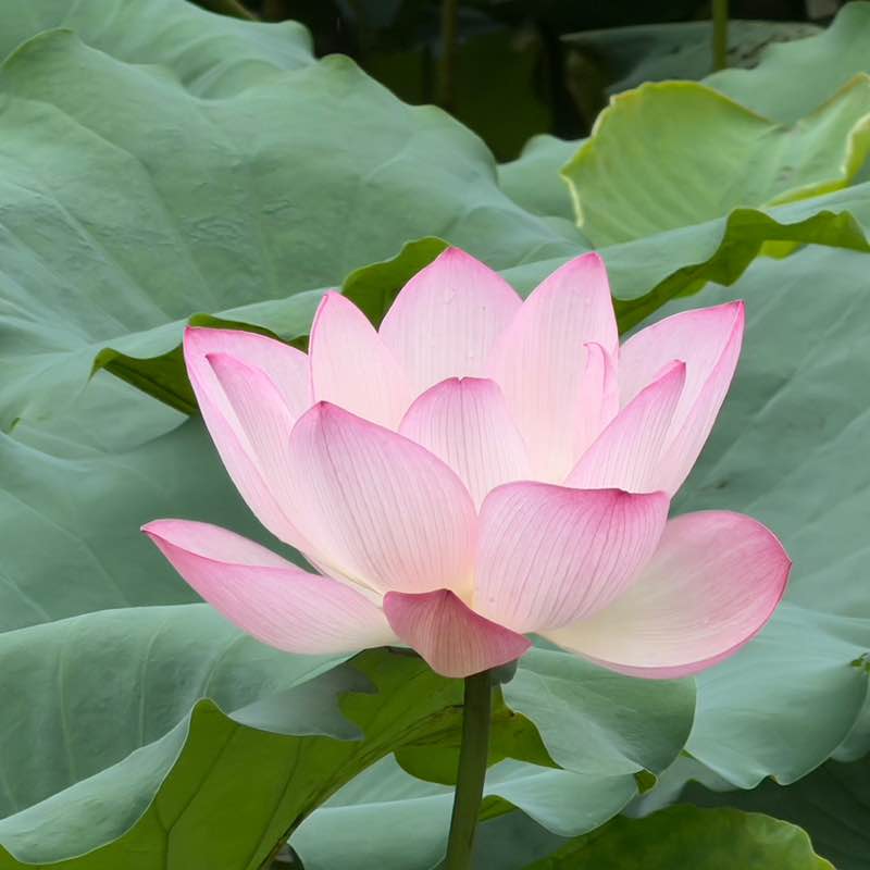 吉祥 post 3