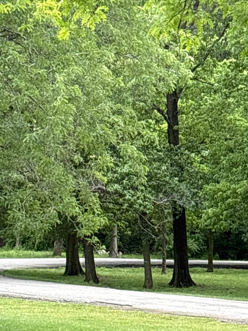 walking near me in Founders Park in summer