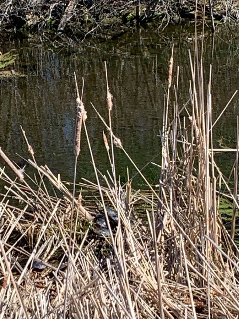 walking near me in Parc Maher in winter