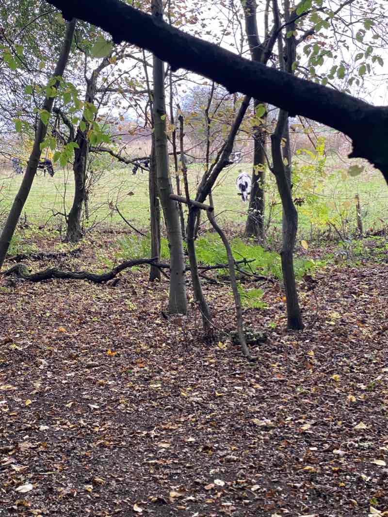 walking near me in Attingham Park in winter