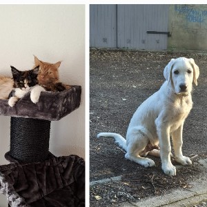 Alltime ready profile