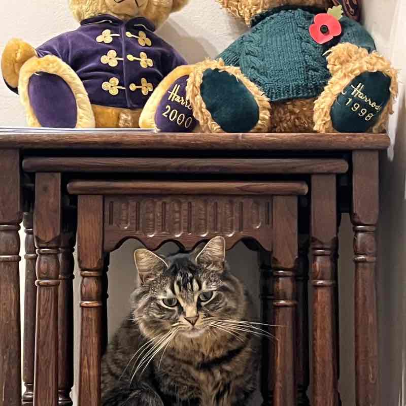 earlshilton1🇬🇧🐈‍⬛🐈‍⬛🍺😺 post 2