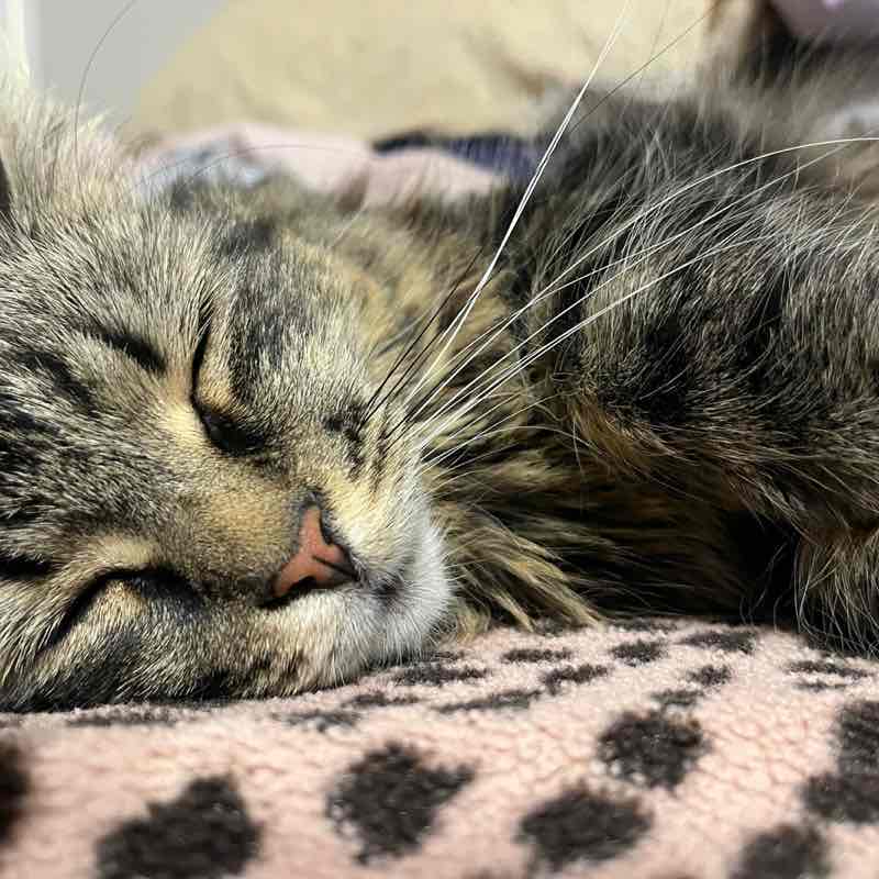 earlshilton1🇬🇧🐈‍⬛🐈‍⬛🍺😺 post 3