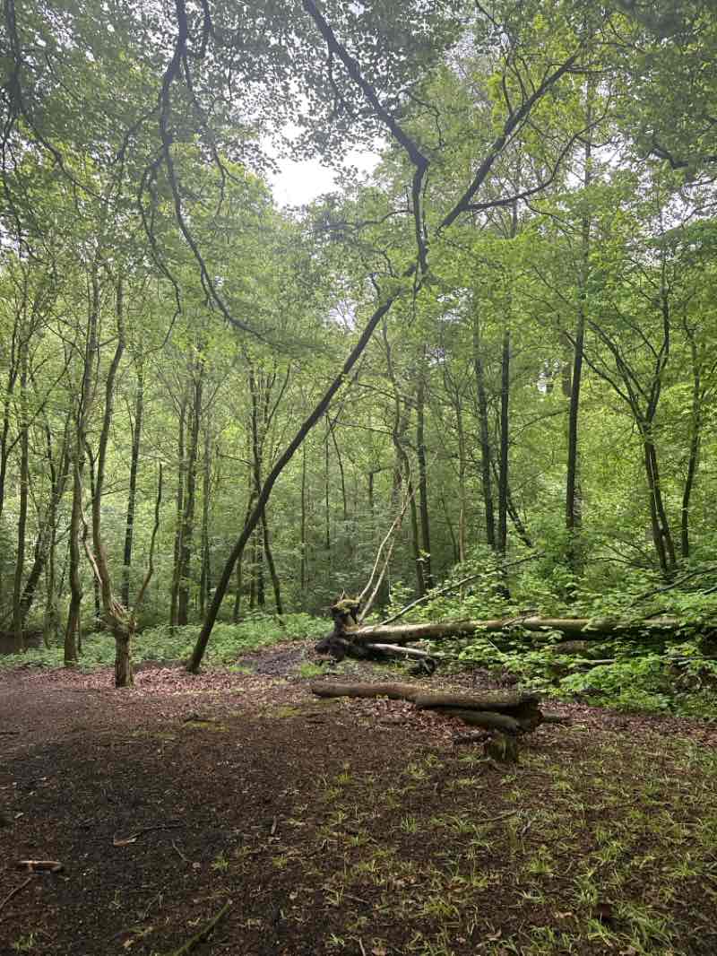 walking near me in Gorse Hall in summer