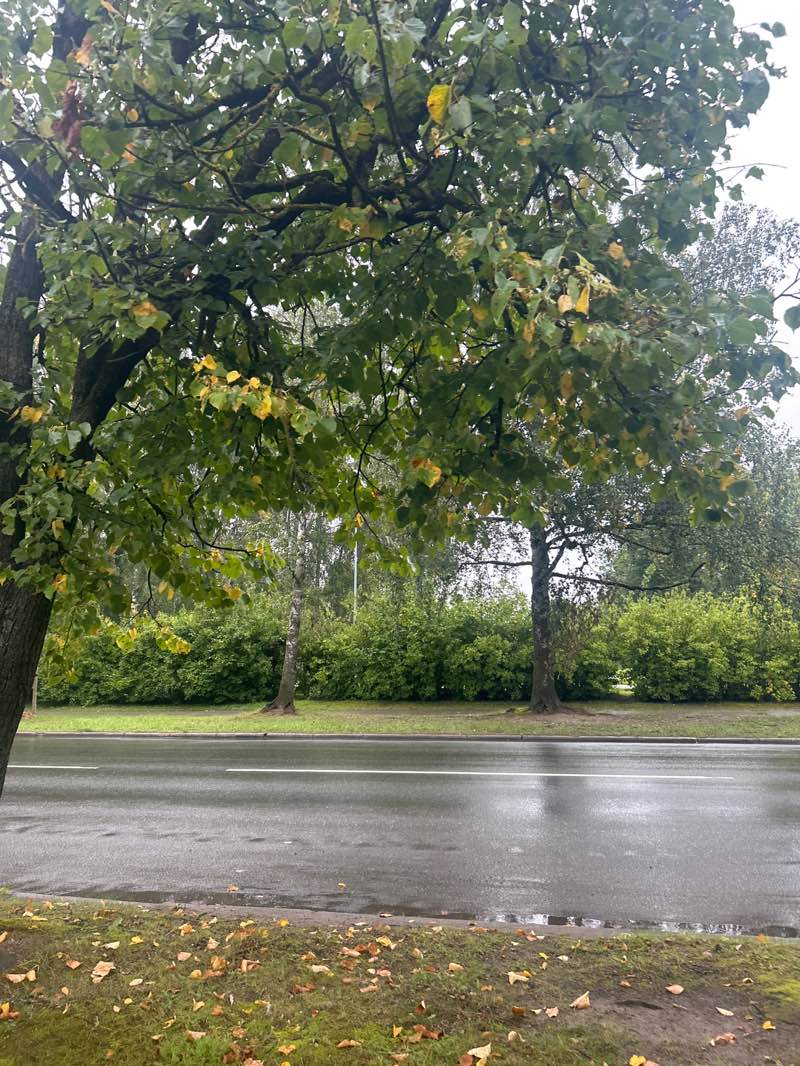 walking near me in Māras dārzs in autumn