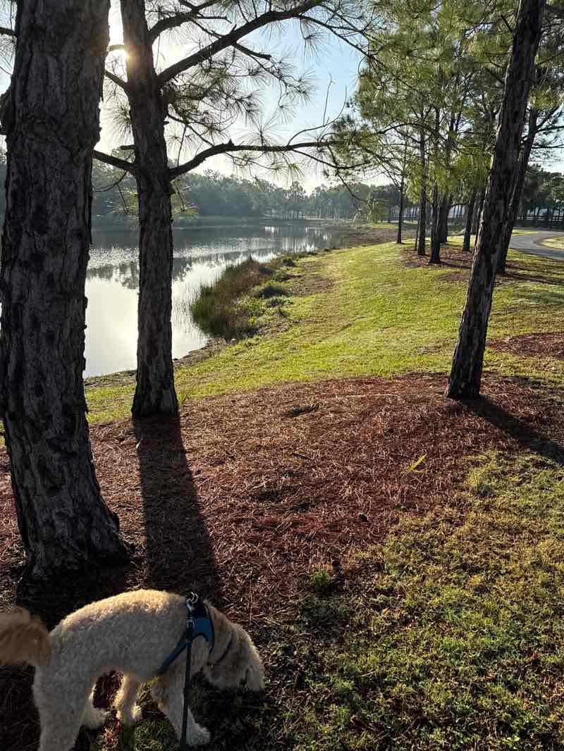 walking near me in Tom Bennett Park in spring