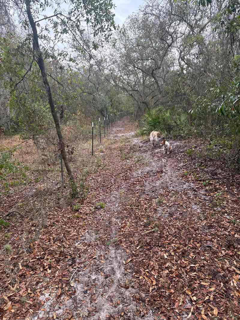 walking near me in Lake Griffin State Park in spring