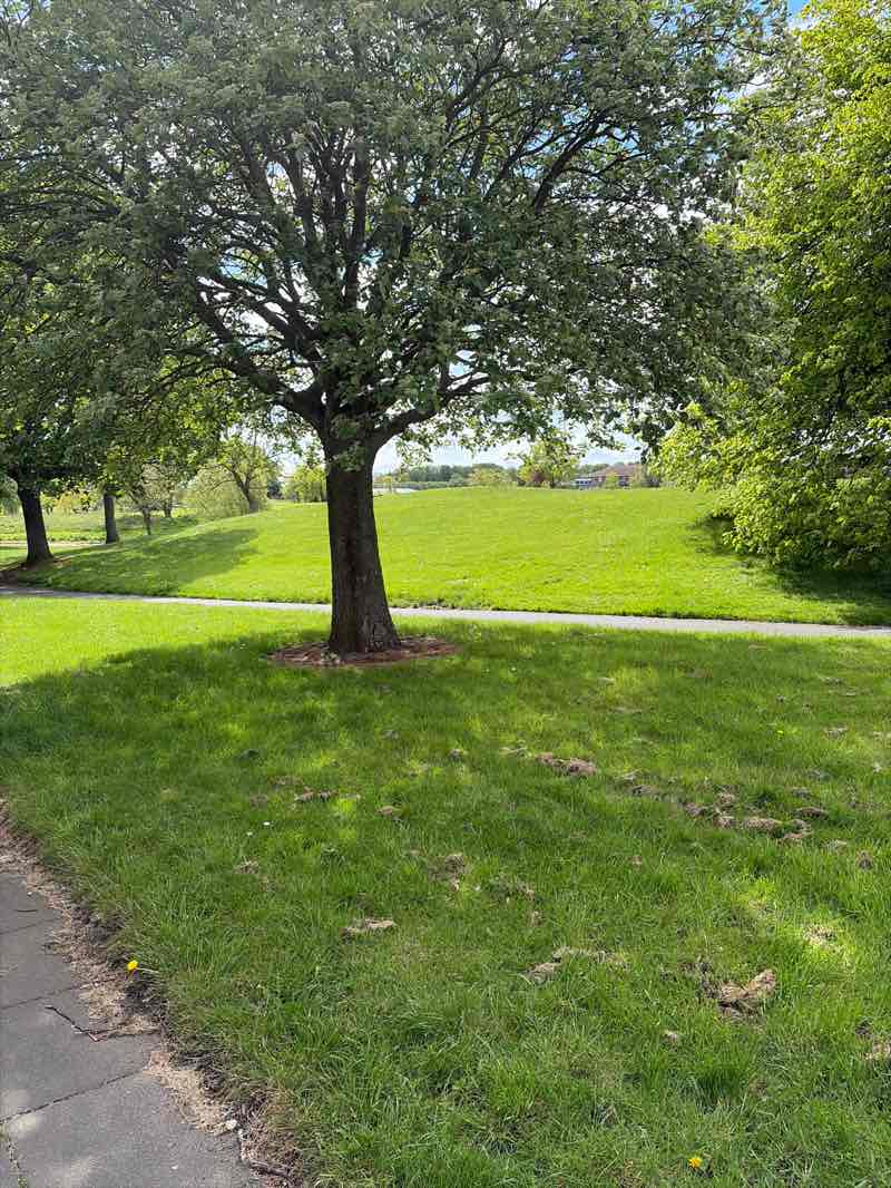 walking near me in Oliver Henderson Park in spring