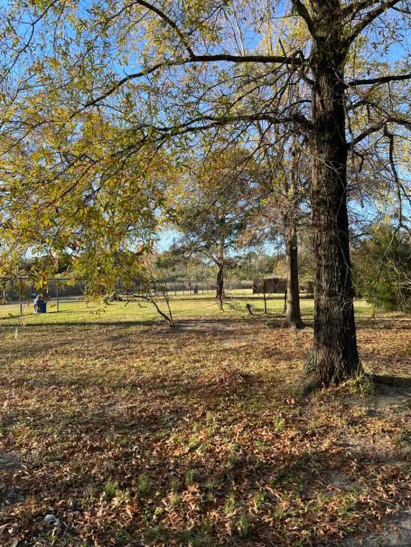 walking near me in Ridgway Bark Park in autumn