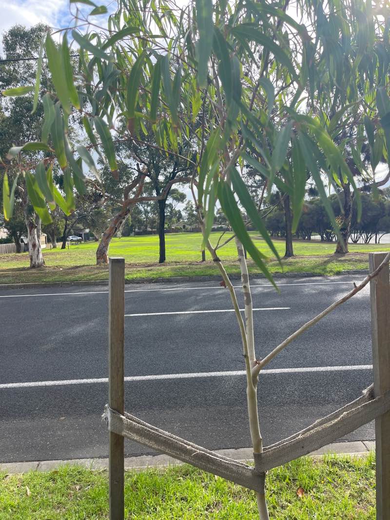 walking near me in Jetty Road Reserve in autumn