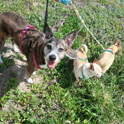 Grupo de Lassie, por siempre ❤️ Nedriel post image