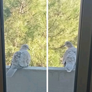 🤘🏼Arianna79🤘🏼 icon