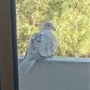 🤘🏼Arianna79🤘🏼 icon