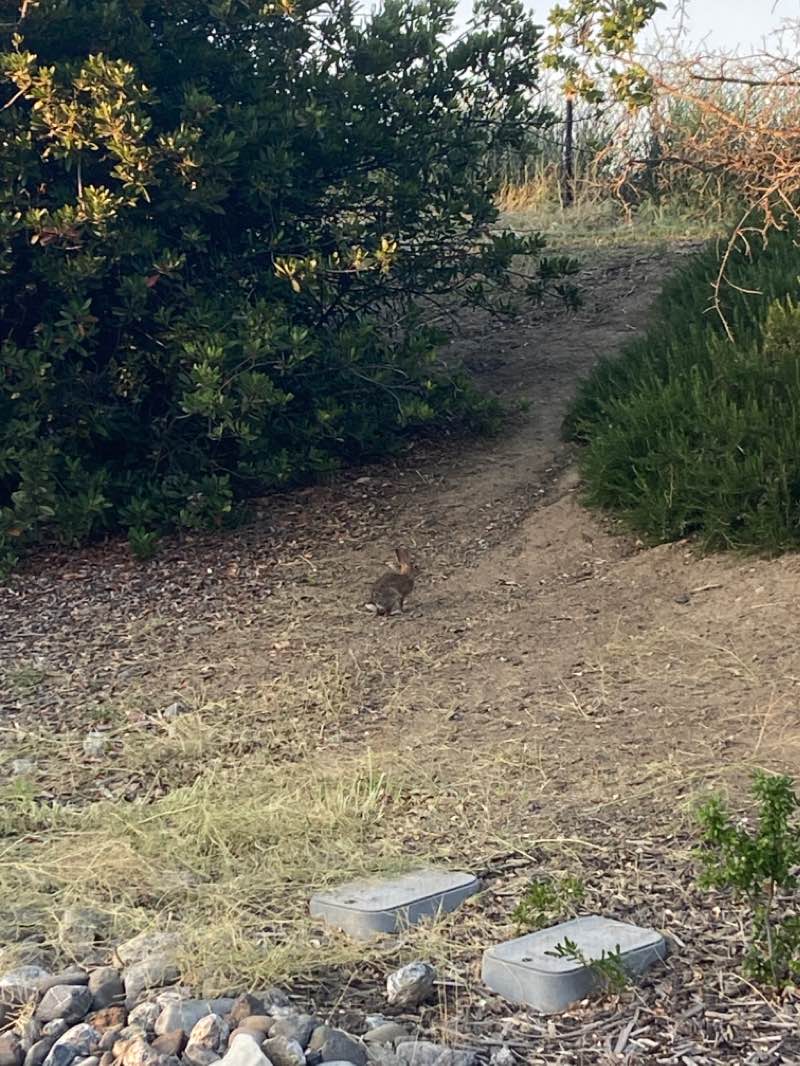 walking near me in Mace Ranch Community Park in winter
