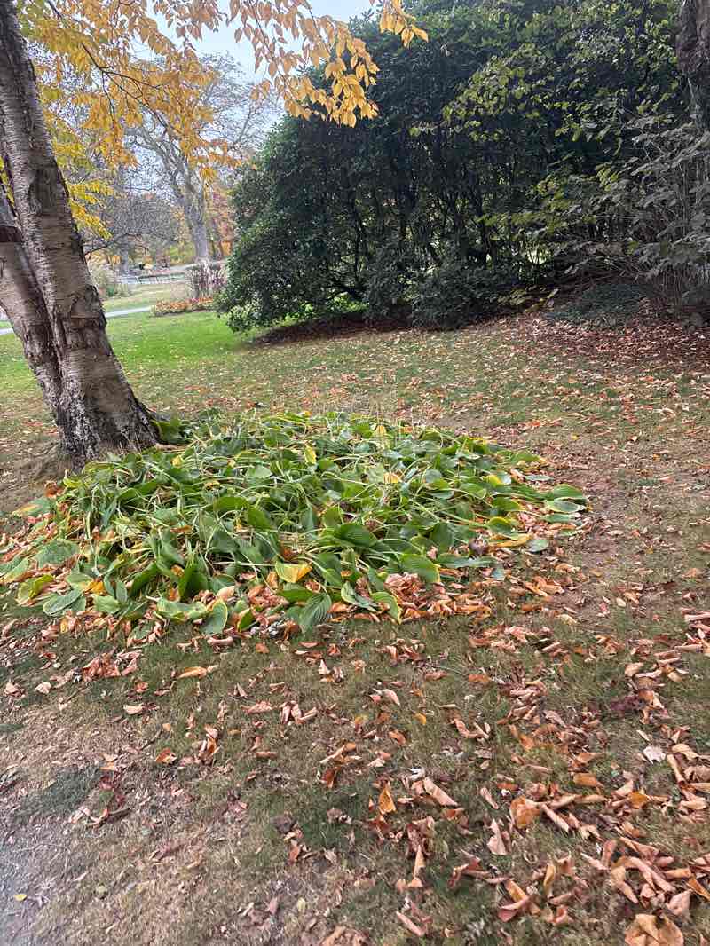 walking near me in Public Gardens in autumn