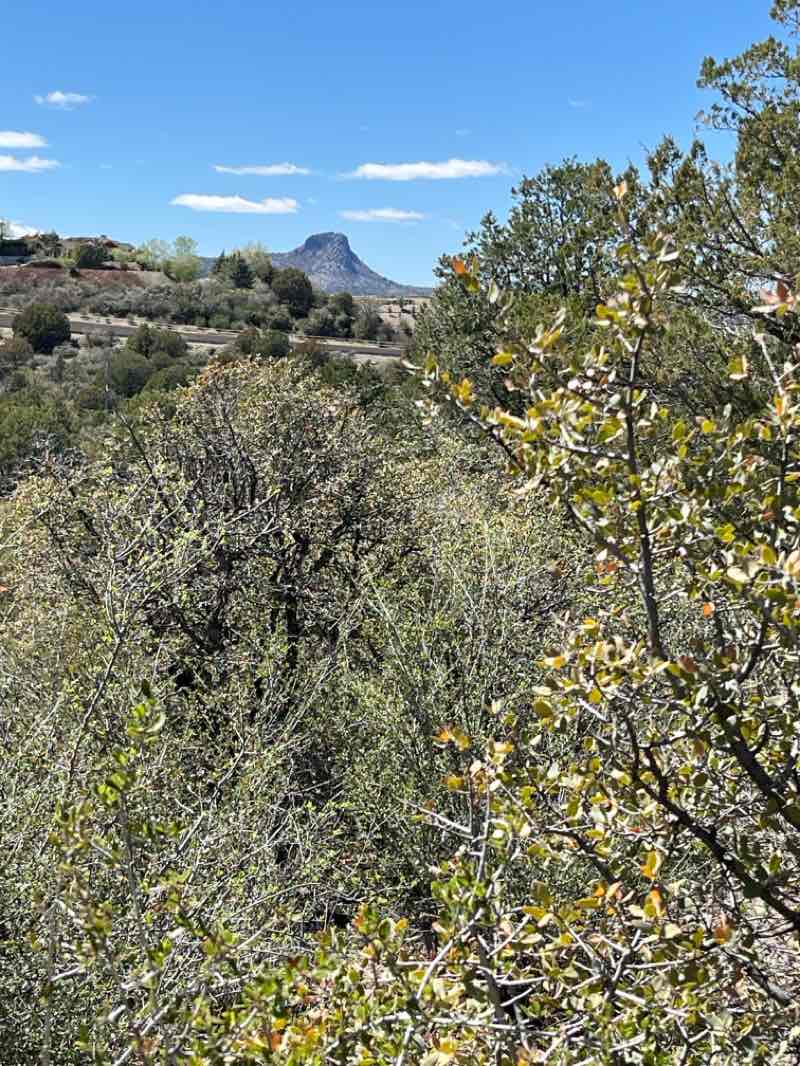 walking near me in Acker Park in spring