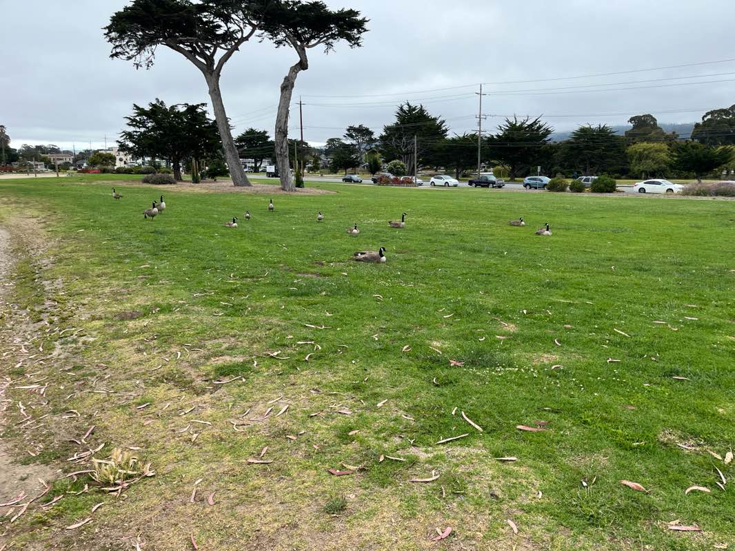 walking near me in Peter J Ferrante Park in spring