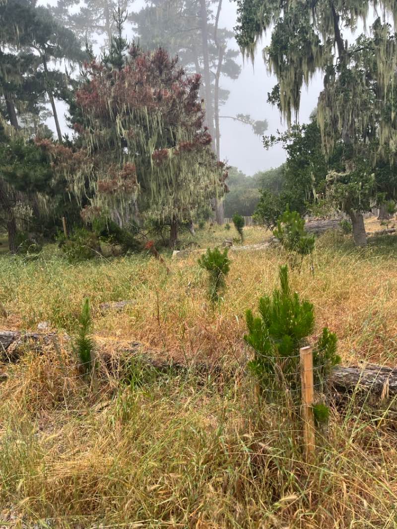 walking near me in George Washington Park in spring
