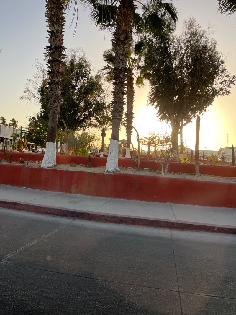 walking near me in Plaza León Cota Collins in spring