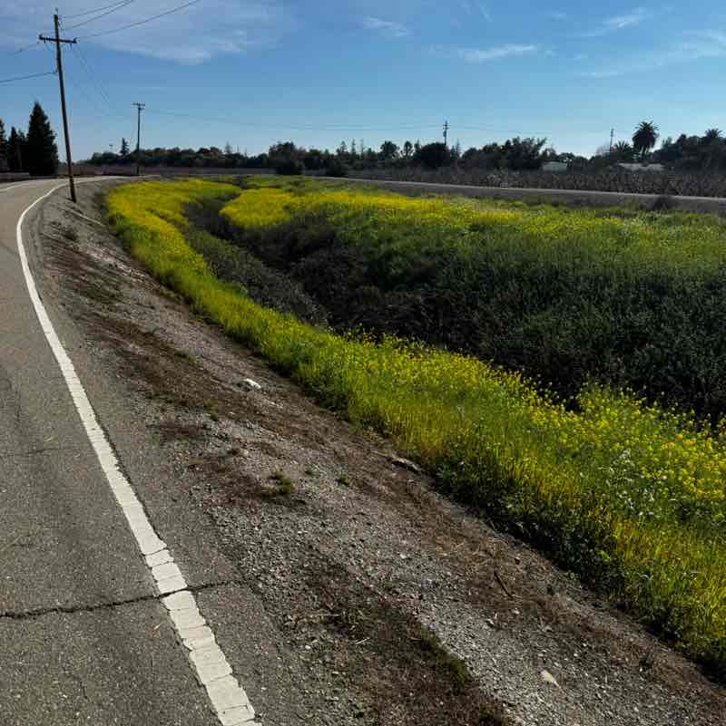 The BG’s Monica post image