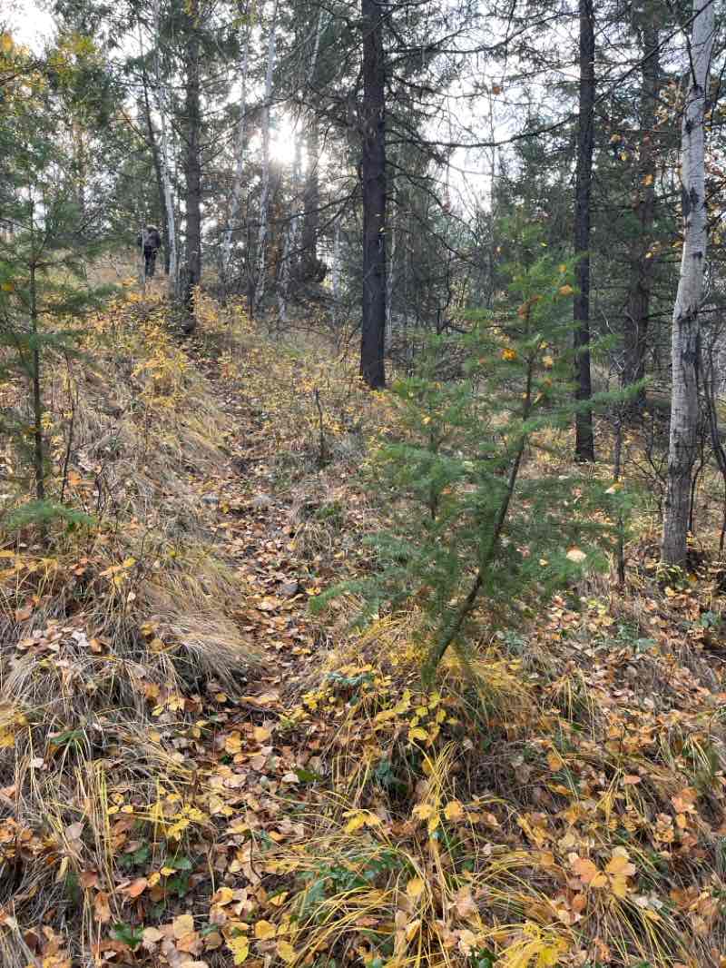 walking near me in Larchwood Lake Recreation Site in winter