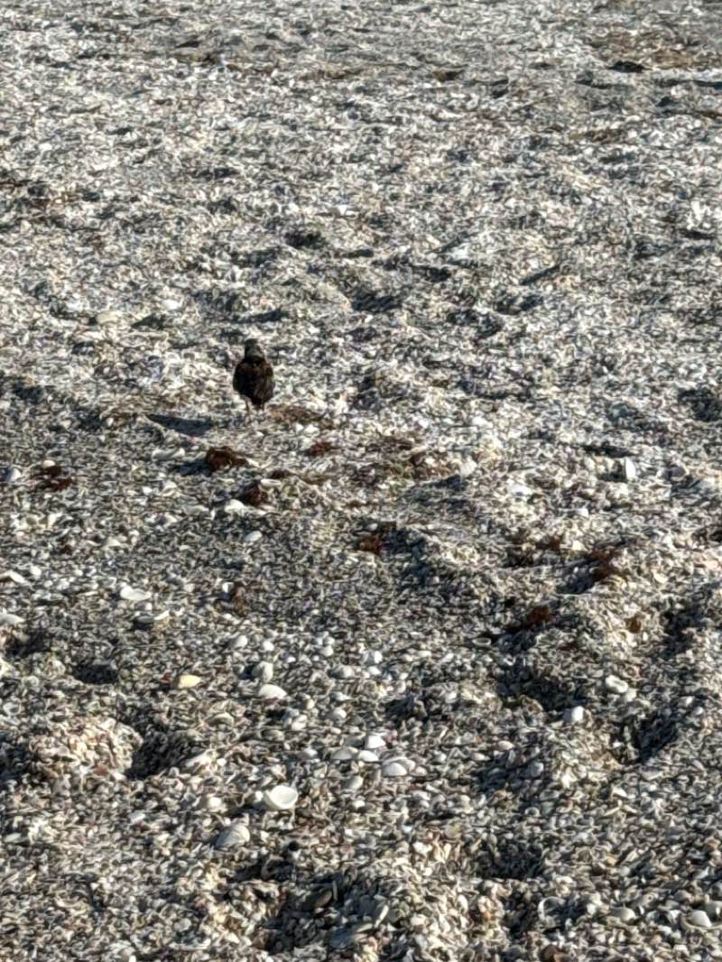 walking near me in Sarasota County Parks in autumn