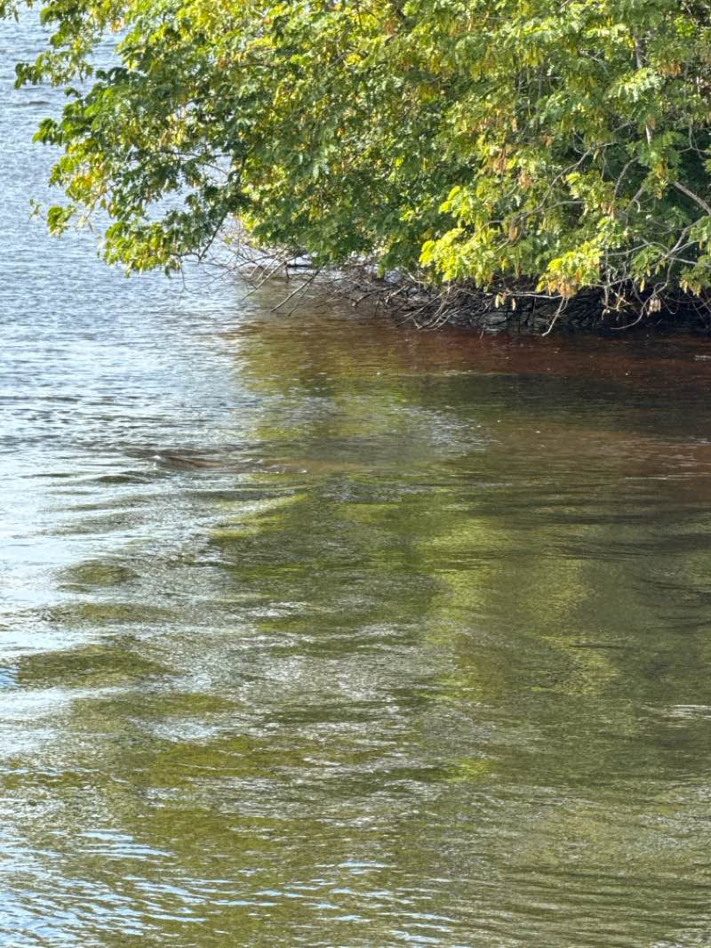 walking near me in Lee County Manatee Park in winter