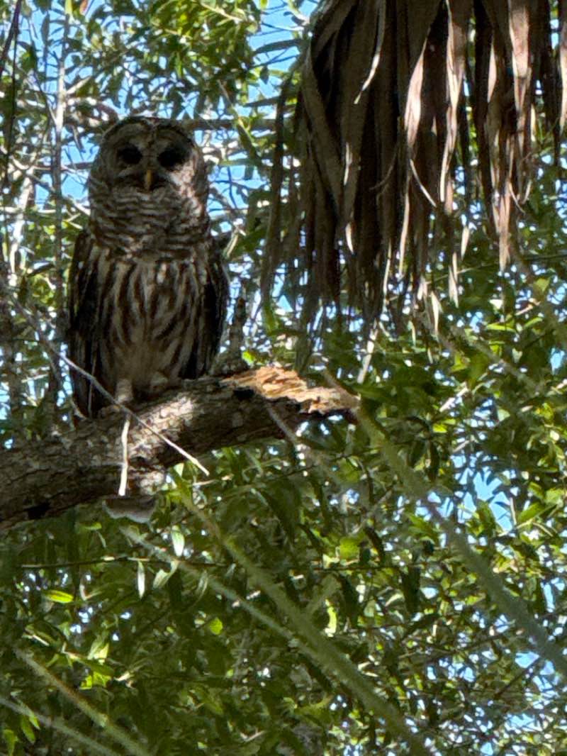 walking near me in Myakka River State Park in summer