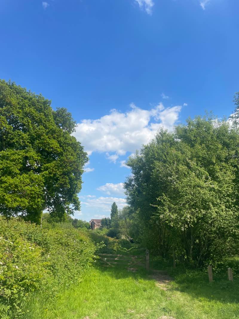walking near me in Poppy Wood in spring
