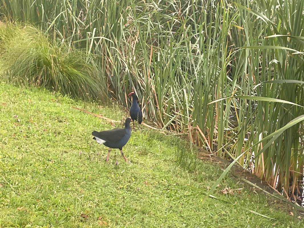 walking near me in Hamilton Lake Domain in summer