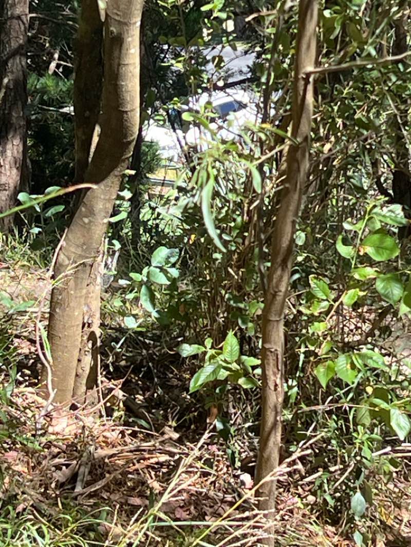 walking near me in Whataupoko Reserve in spring